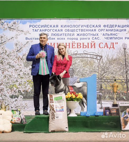 Кинологический центр Top Dog