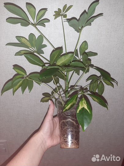 Шефлера Голд Капелла шикарный отросток