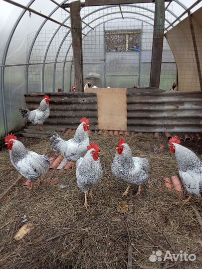 Петухи Борковкая Барвистая