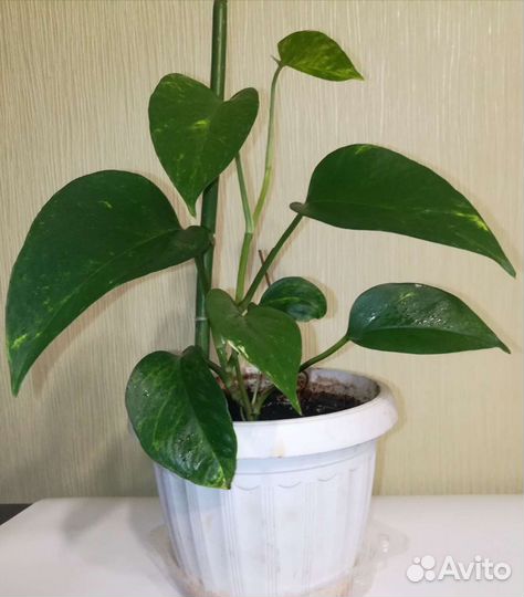 Цветок Эпипремнум золотистый (лиана)