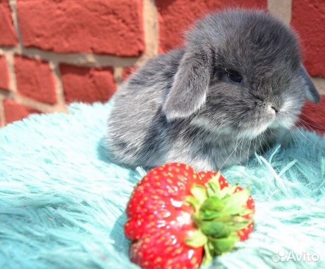 Кролики Карликовые Вислоухие Самые Красивые