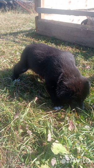 Продам щенков Лабрадора в добрые руки 09.09.2023