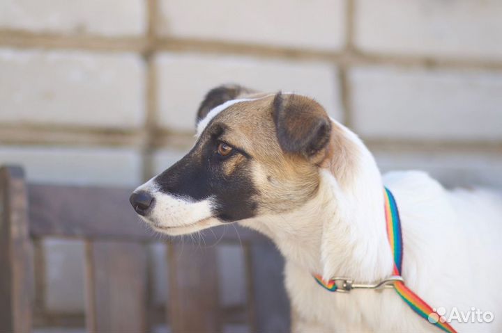 В добрые руки