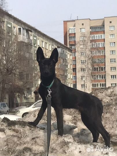 Собака ищет дом и любящих хозяев