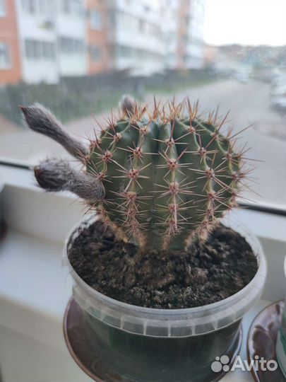 Кактус Эхинопсис