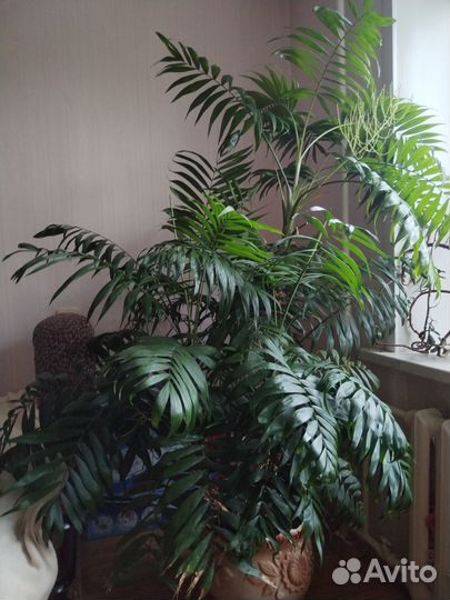 Большой цветок в горшке