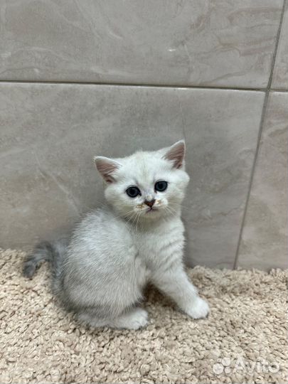 Шотландские котята
