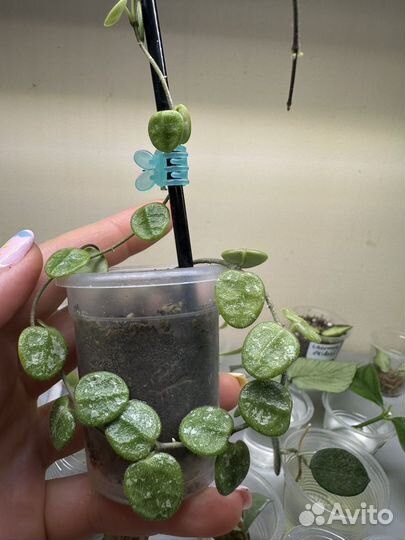 Хойя Теngсhоngеnsis silver