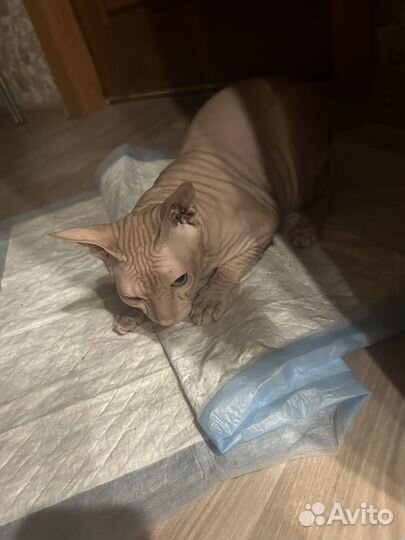 Донской сфинкс