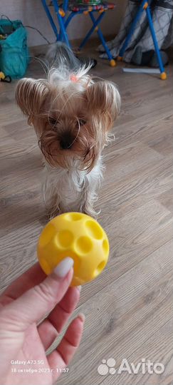 Йоркширский терьер