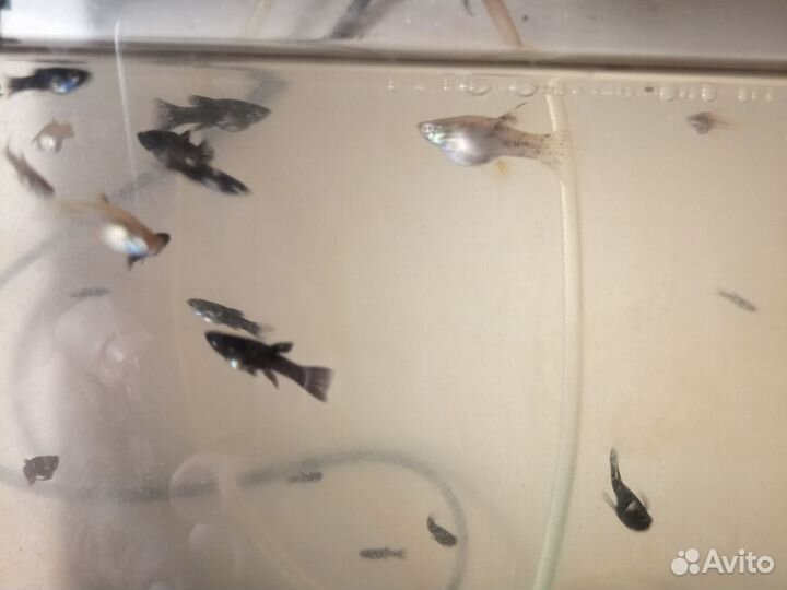 Рыбки- моллинезии