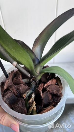 Орхидея фаленопсис Beaumont