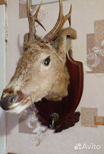 Чучело головы оленя