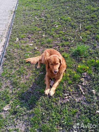 Аквариумные питомцы