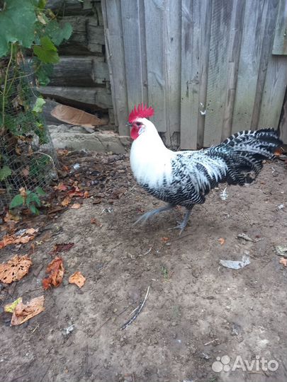 Петушки, курочки, породистые
