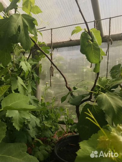 Саженцы инжира разных сортов