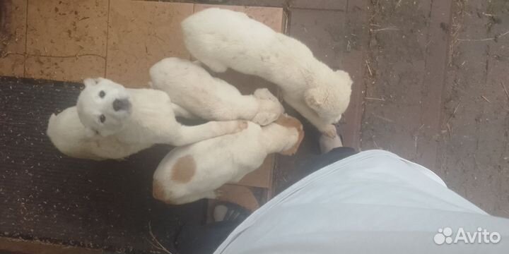 Домашние животные собаки щенки