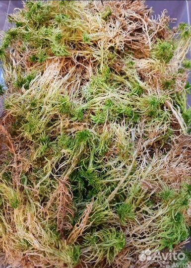 Мох сфагнум, Кокосовые чипсы. Конский навоз