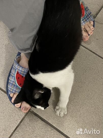 Котенок (девочка)