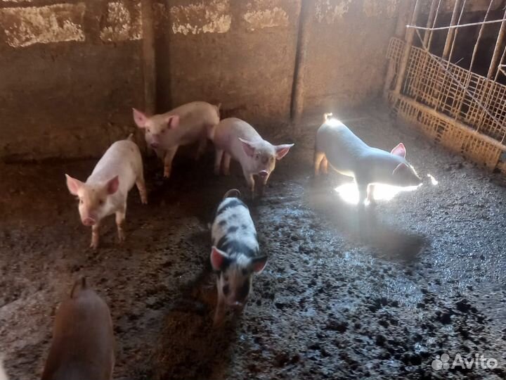 Поросенок 1 месяц