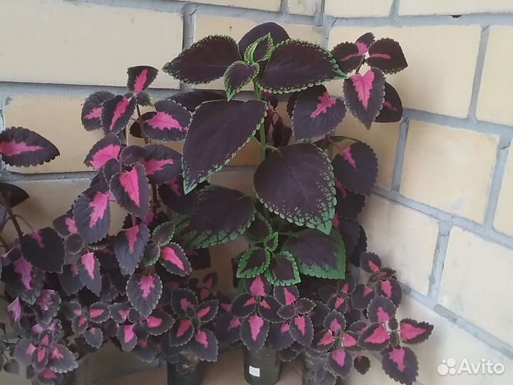 Крапивка колеус koleos