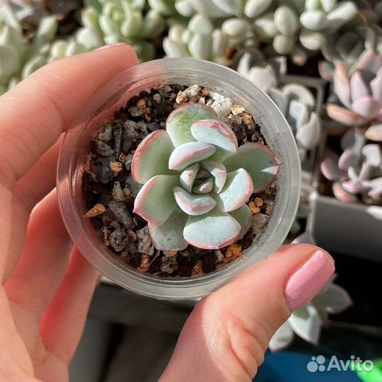 Суккуленты детки, эхеверия седум пахиверия