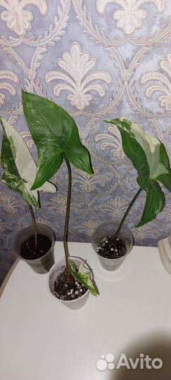 Сингониум Альба