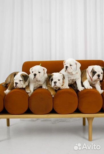 Английский бульдог