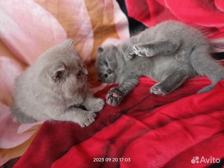 Шотландские котята
