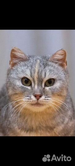 Кошечка-Красавица Бритни