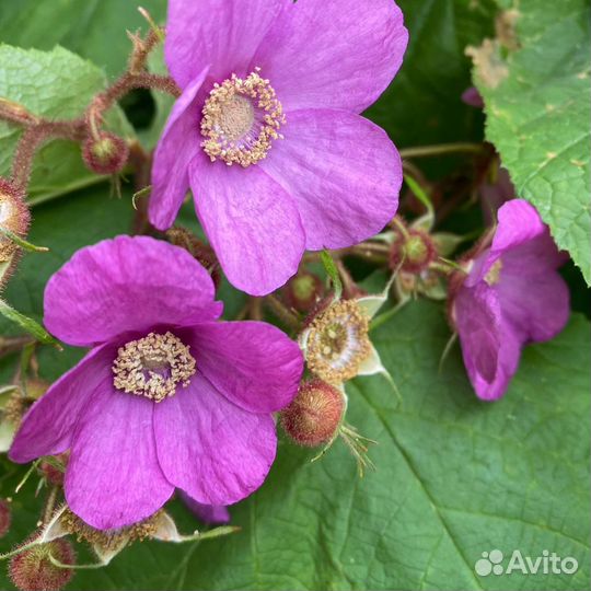 Малина клен душистая морозостойкая