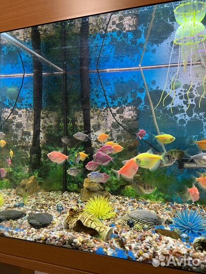 Аквариум с рыбками
