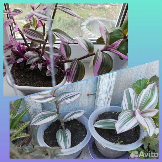 Традесканция нанук