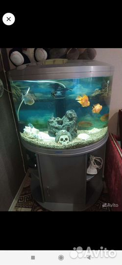 Аквариумные