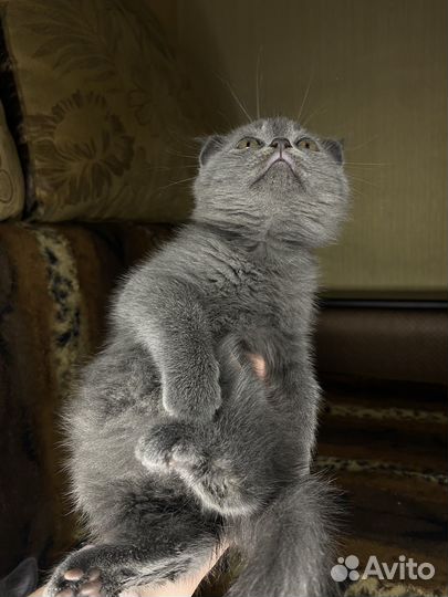 Британские котята