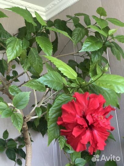 Розан и другие