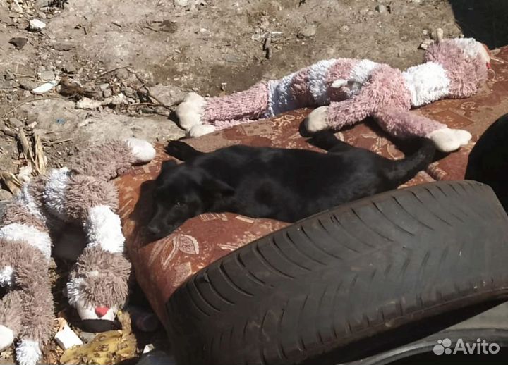 Маленькая собака в добрые руки