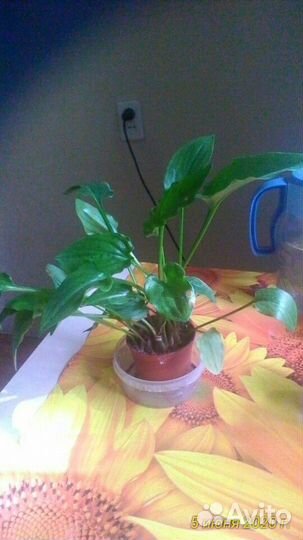 Комнатные растения