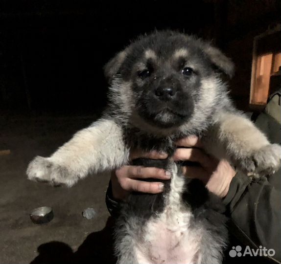 Щенки немецкой овчарки
