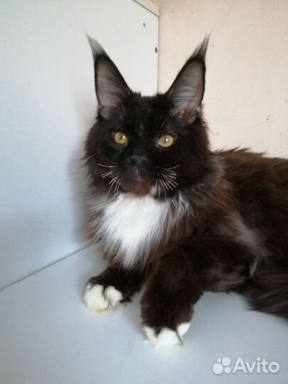 Котята мейн-куны и полидакты