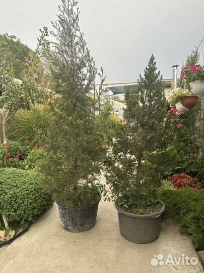 Продам кипарис и туйки