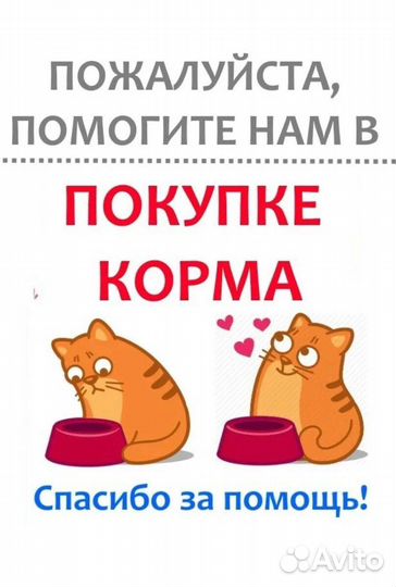 Самые-самые котики и кошечки