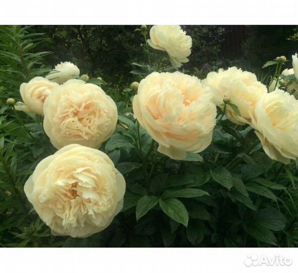 Пастелеганс пионны.Без пересорта