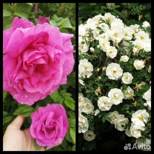 Саженцы шиповника декоративного