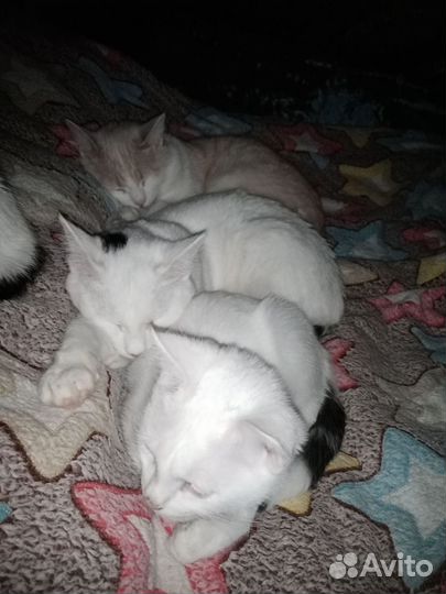 Котик в добрые руки