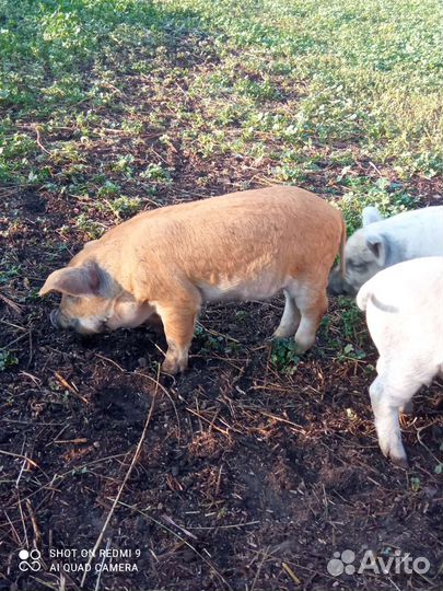 Поросенок ландрас, мангалица