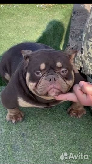 Американский Булли Экзот - Девочка 10 месяцев