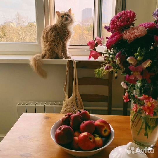 Москитная сетка Антикошка