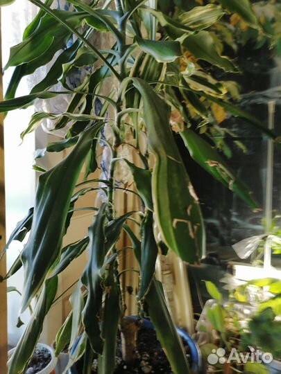 Пальма драцена. Вариегатная