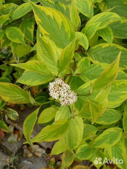 Дёрен белый Гоучаулти